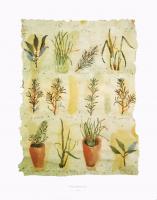 Herbs by Clare Sprawson