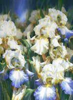 Iris Glade by Darryl Trott