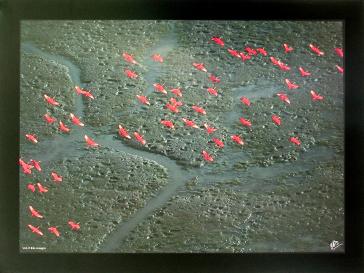 Vol d' ibis rouges by Yann Arthus-Bertrand