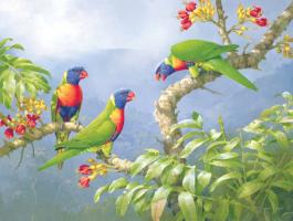 Rainbow Lorikeets by William T Cooper