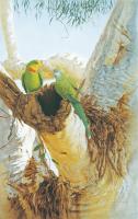 Superb Parrots by Krystii Melaine