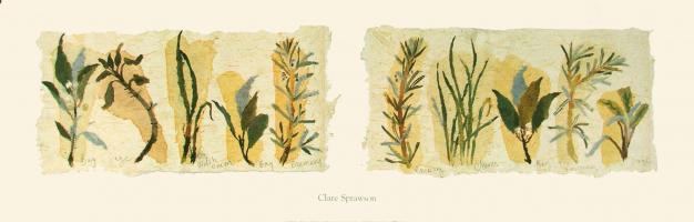 Herbs by Clare Sprawson